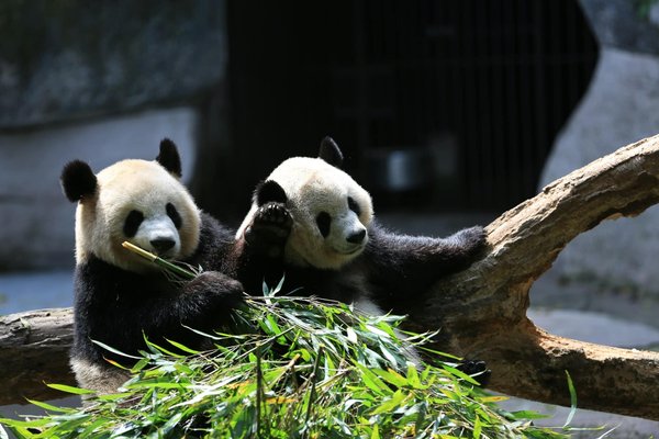 Où faire du bénévolat pour la conservation des pandas en Chine?