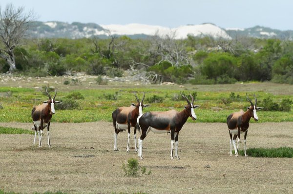 Comment participer à des safaris de nuit dans les parcs nationaux africains?