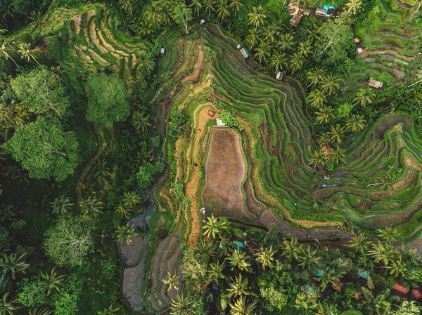 Où trouver une location de vacances à Bali avec des ateliers de sculpture sur bois?